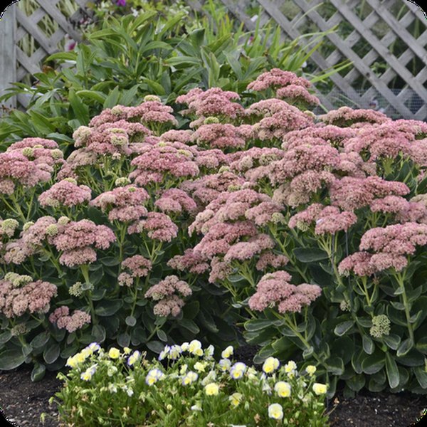 Autumn Joy Sedum