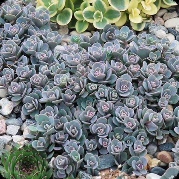 Blue Elf SunSparkler Sedum