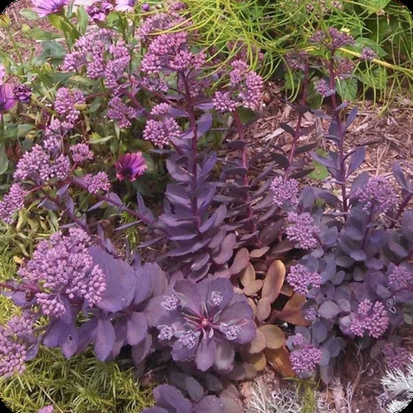 Dazzleberry SunSparkler Sedum