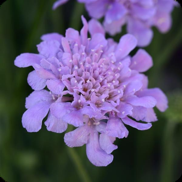 Scabiosa and Sedum