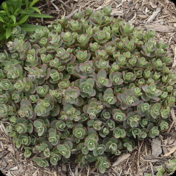 Lime Zinger SunSparkler Sedum