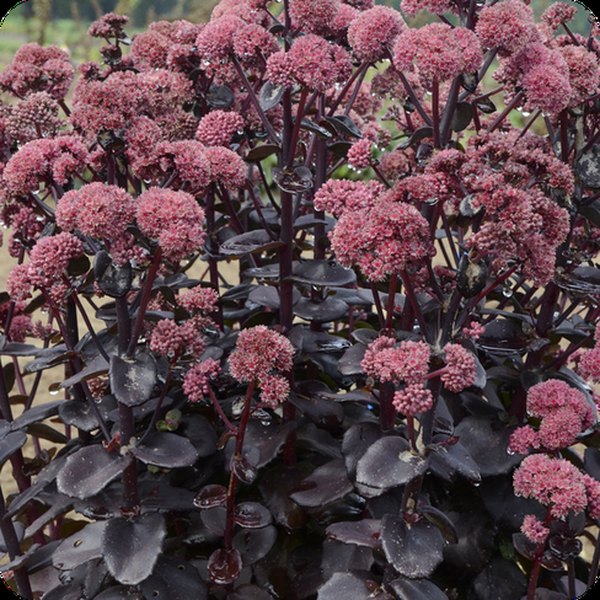 Night Embers Sedum