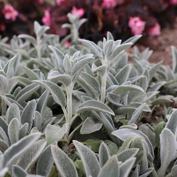 Furby Lambs Ear Stachys
