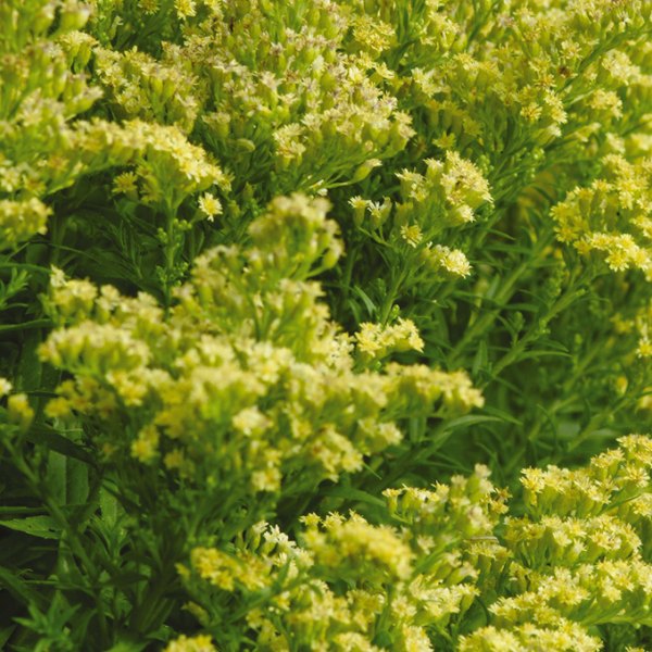 Little Lemon Little Lemon Solidago
