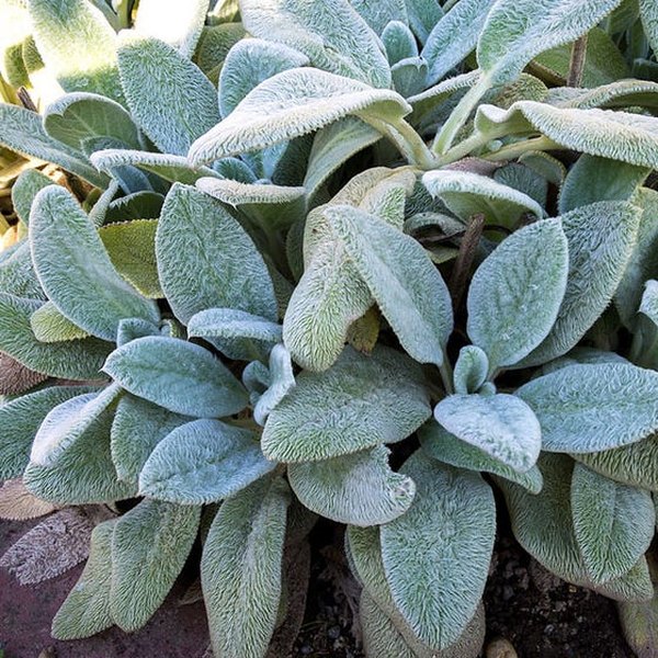Silver Carpet Lambs Ear Stachys