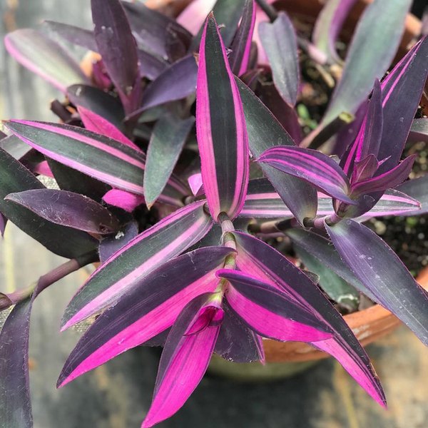 Variegated Setcreasea