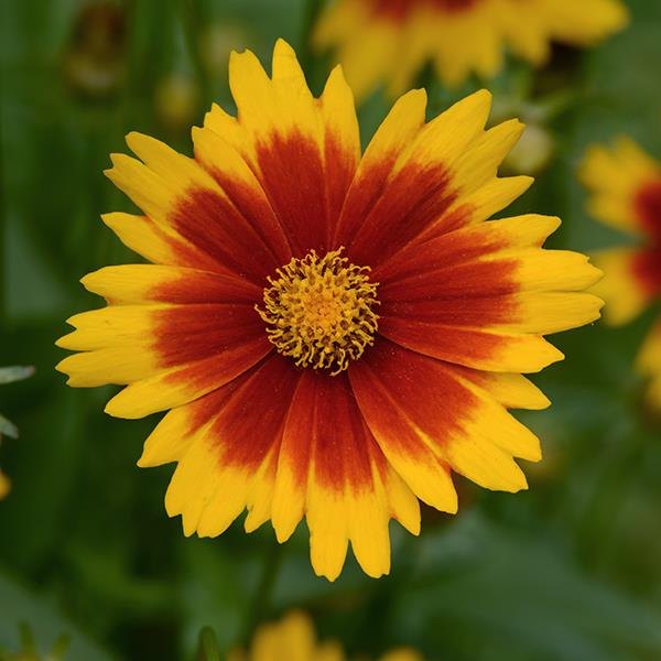 Gold Bronze UpTick Coreopsis