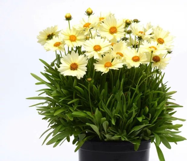 UpTick Coreopsis