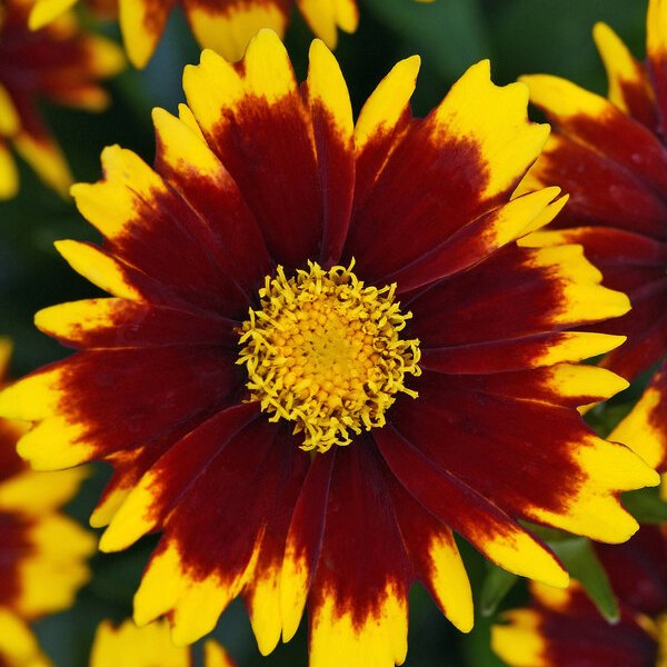 Red UpTick Coreopsis