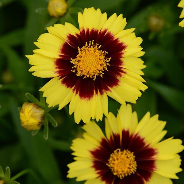 Yellow Red UpTick Coreopsis