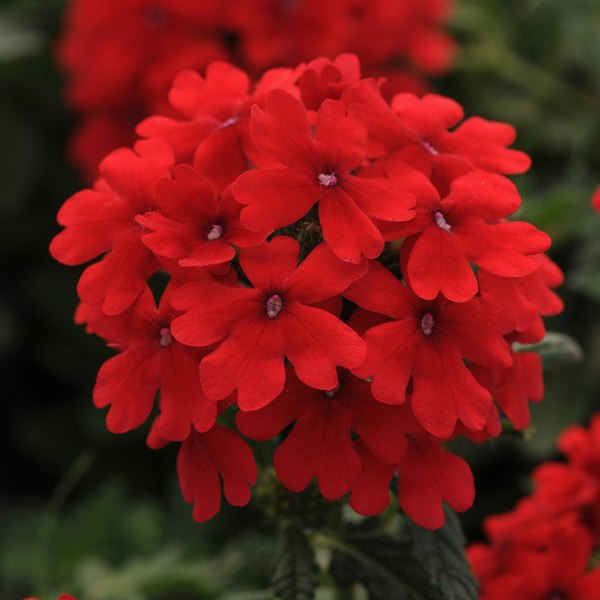 Verbena