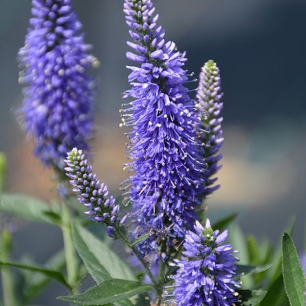 Skyward Blue Veronica