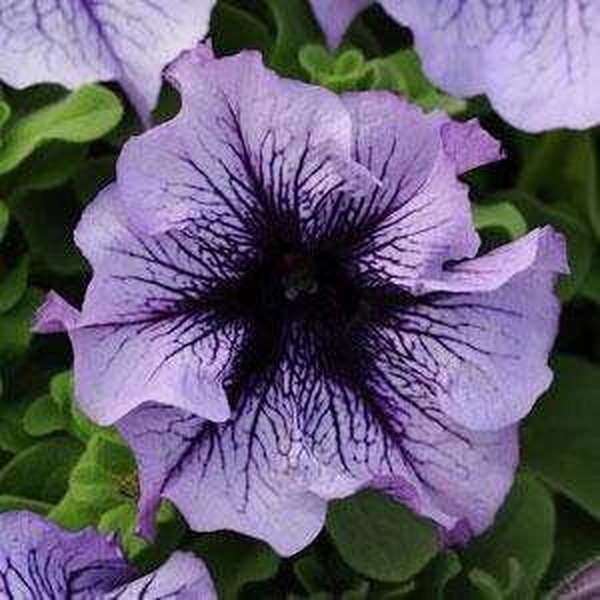 Petunias: Daddy, Dreams, and Frost
