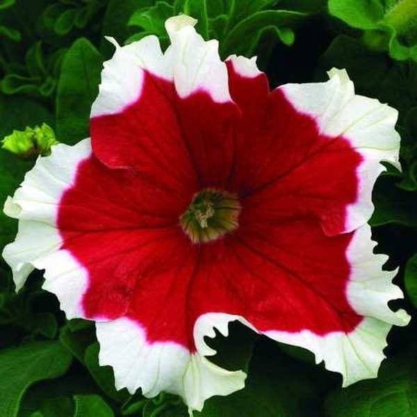 Fire Frost Petunias