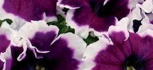 Petunias: Daddy, Dreams, and Frost