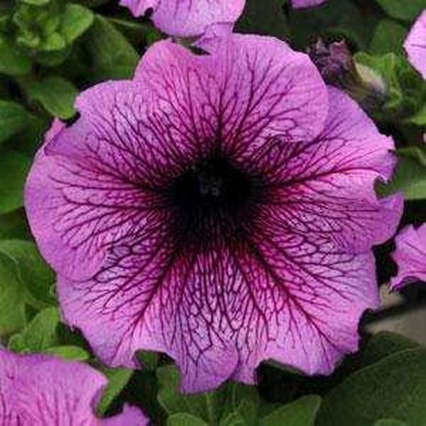 Sugar Daddy Petunias