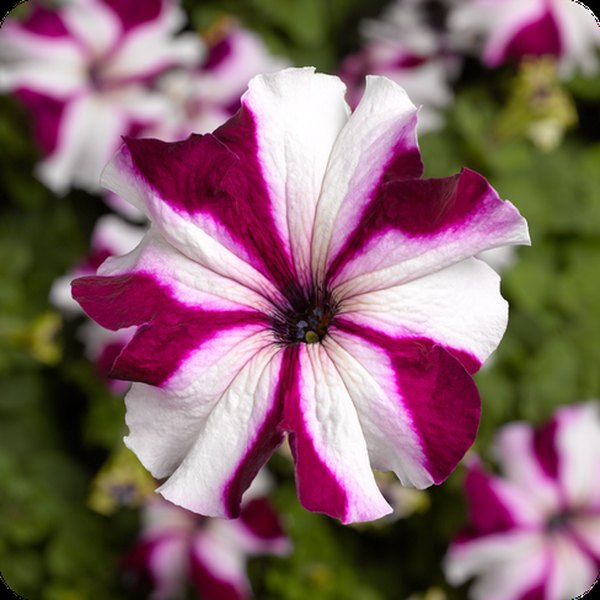 Crimson Star Tritunia Petunias