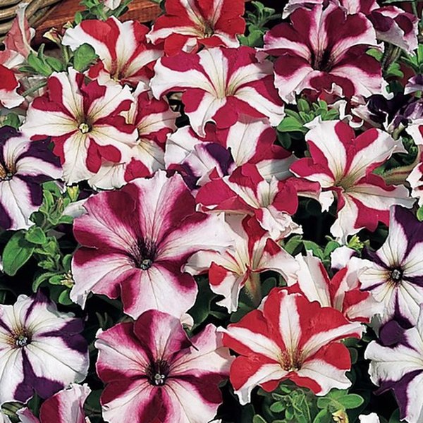 Mix Star Tritunia Petunias