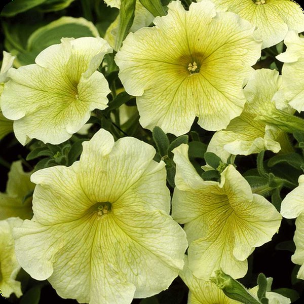 Petunias: Merlin and Tritunia