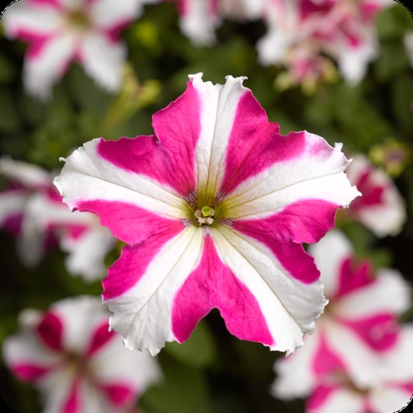 Rose Star Tritunia Petunias