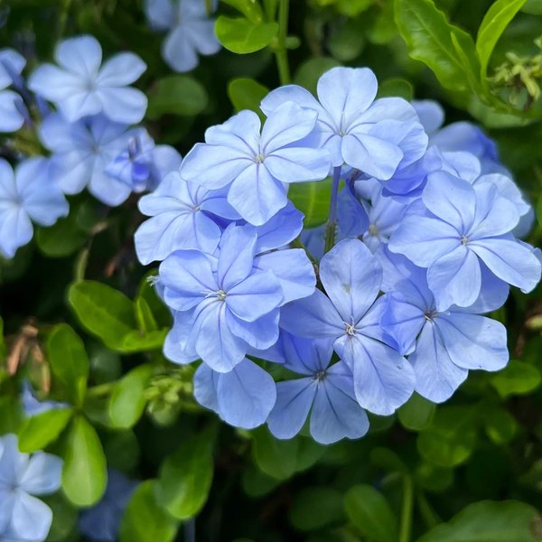 Plumbago and Portulaca
