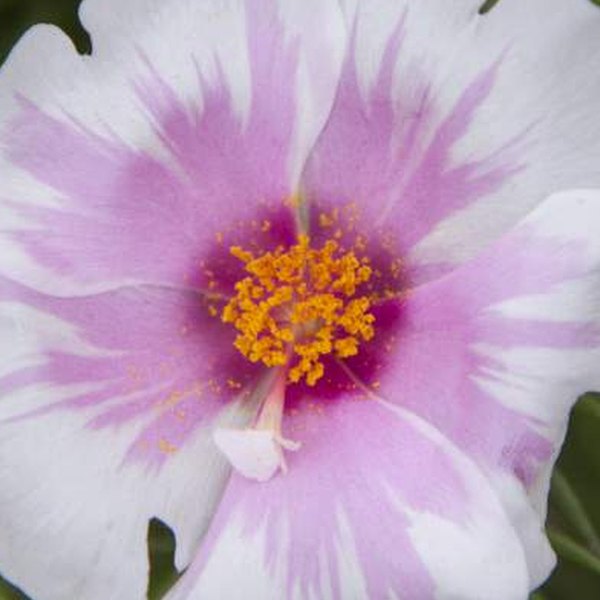 Pink Bicolor Samba Portulaca