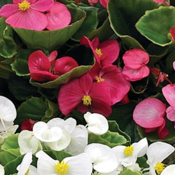 Prelude Green Leaf Begonias