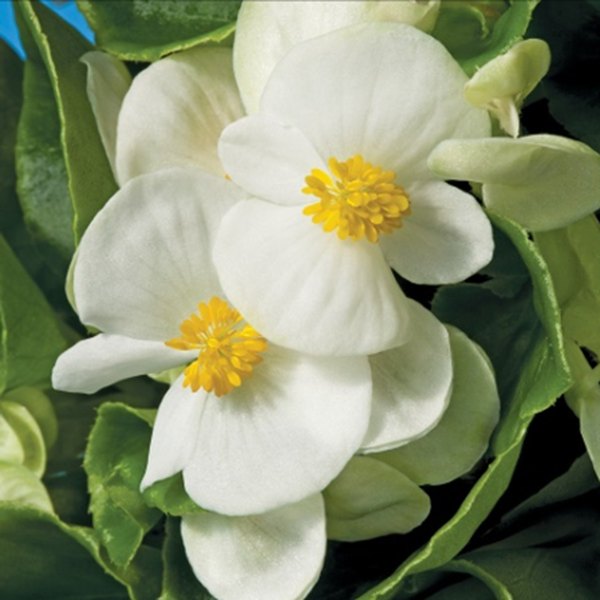 White Prelude Green Leaf Begonias