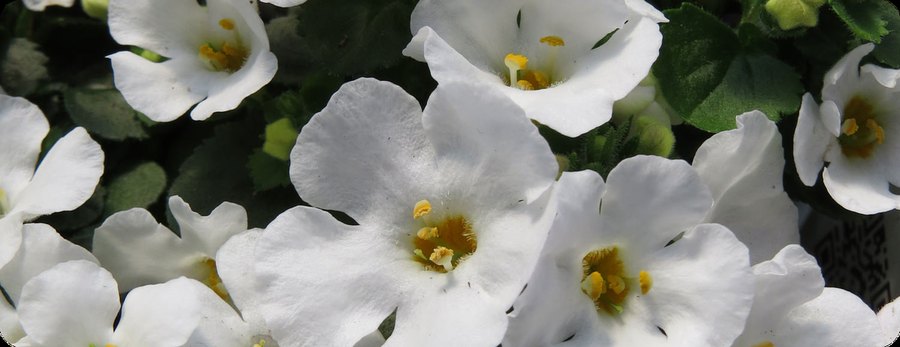 Ageratum, Angelface Angelonia, and Snowstorm Bacopa