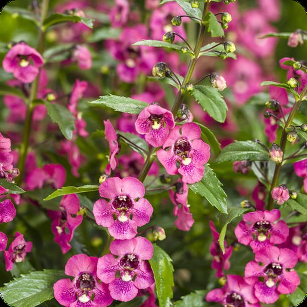 Perfectly Pink Angelface Angelonia