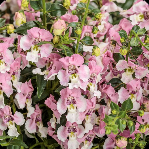 Wedgwood Pink Angelface Angelonia