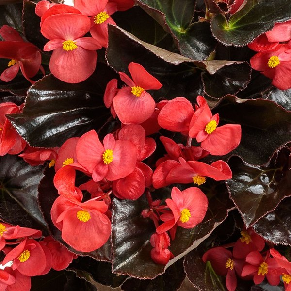 Cherry Cordial Surefire Begonia