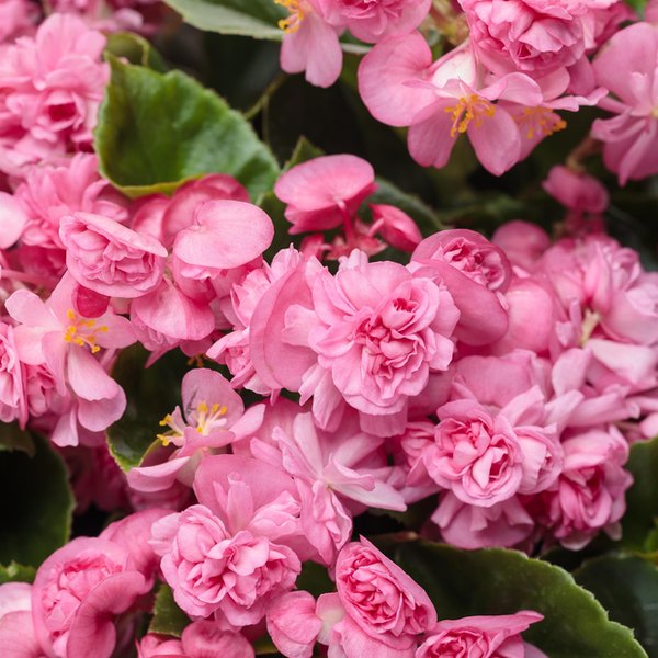 Begonia: Double Up and Surefire