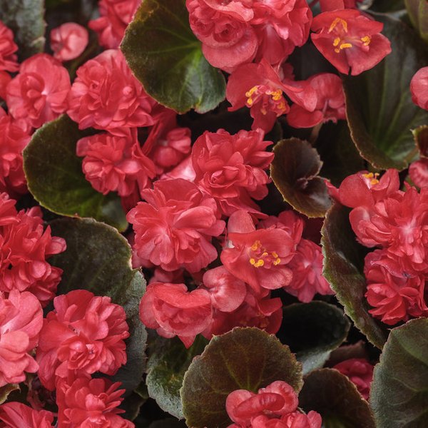 Begonia: Double Up and Surefire