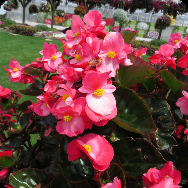 Rose Surefire Begonia