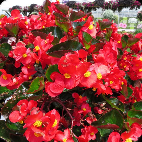 Red Surefire Begonia