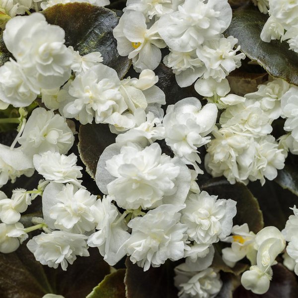 White Double Up Begonia