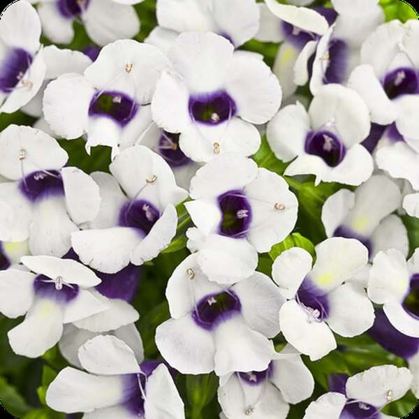 Grapeolicious Catalina Torenia