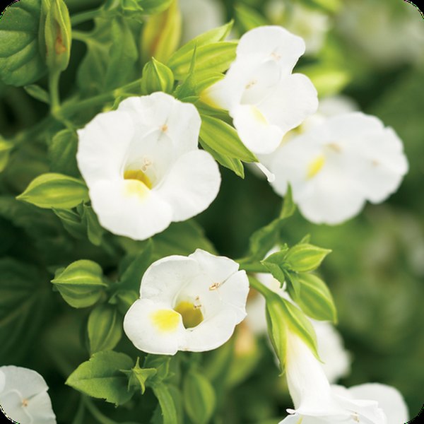 White Linen Catalina Torenia