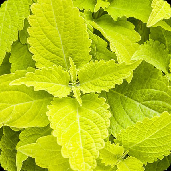 Lime Time ColorBlaze Coleus