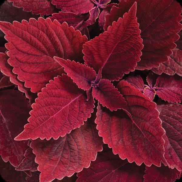 Rediculous ColorBlaze Coleus