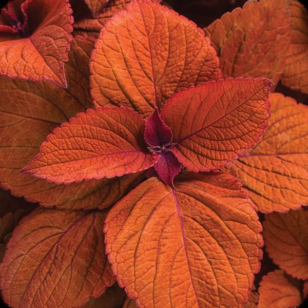 Sedona Sunset ColorBlaze Coleus