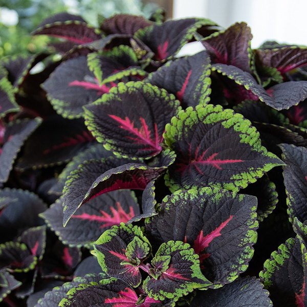 Torchlight ColorBlaze Coleus