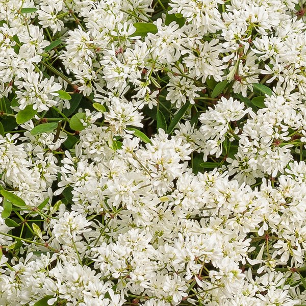 Diamond Snow Euphorbia