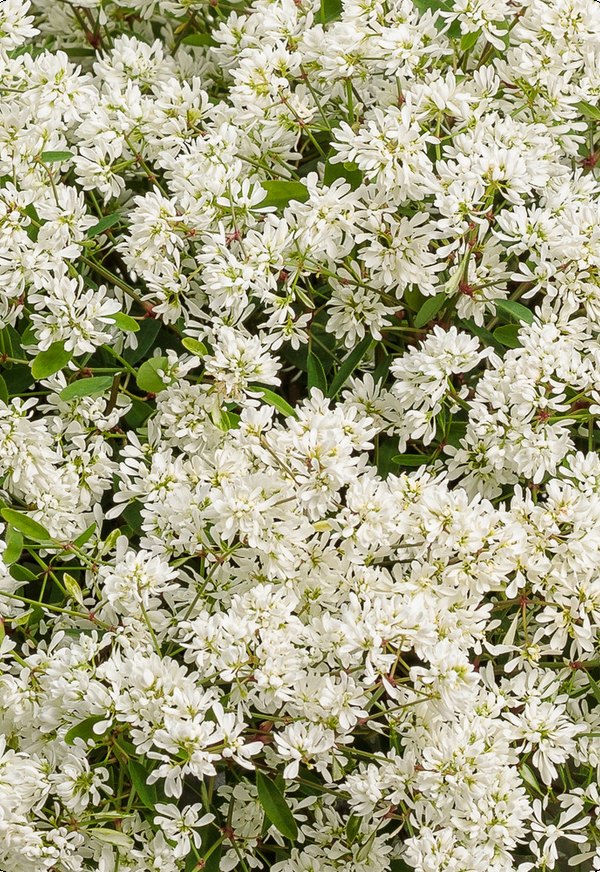 Cuphea and Euphorbia