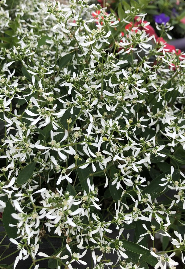Cuphea and Euphorbia