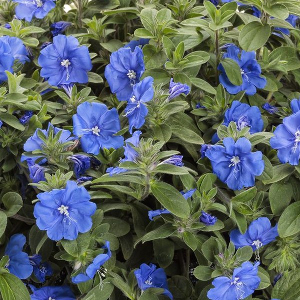 Blue My Mind XL Evolvulus