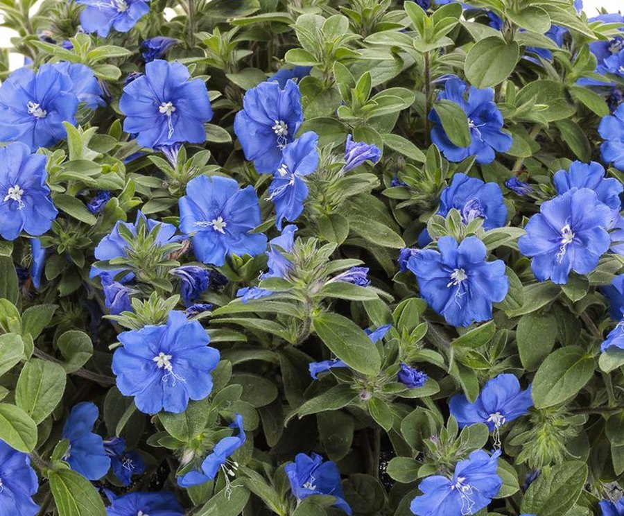 Evolvulus and Hypoestes