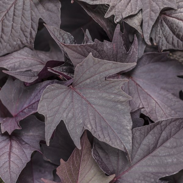 Ipomoea and Isotoma