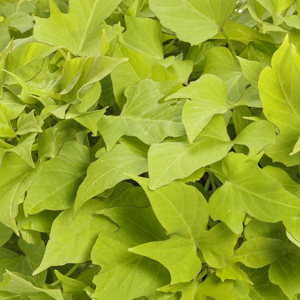 Light Green Sweet Caroline Ipomoea